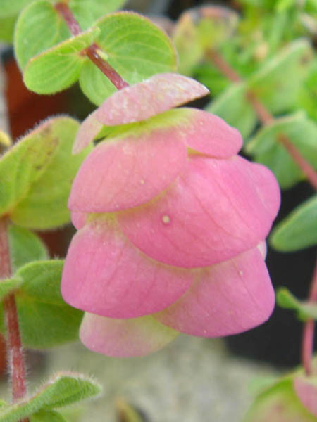 Origanum rotundifolium 'Barbara Tingey' en fleurs sur pentes pierreuses en altitude